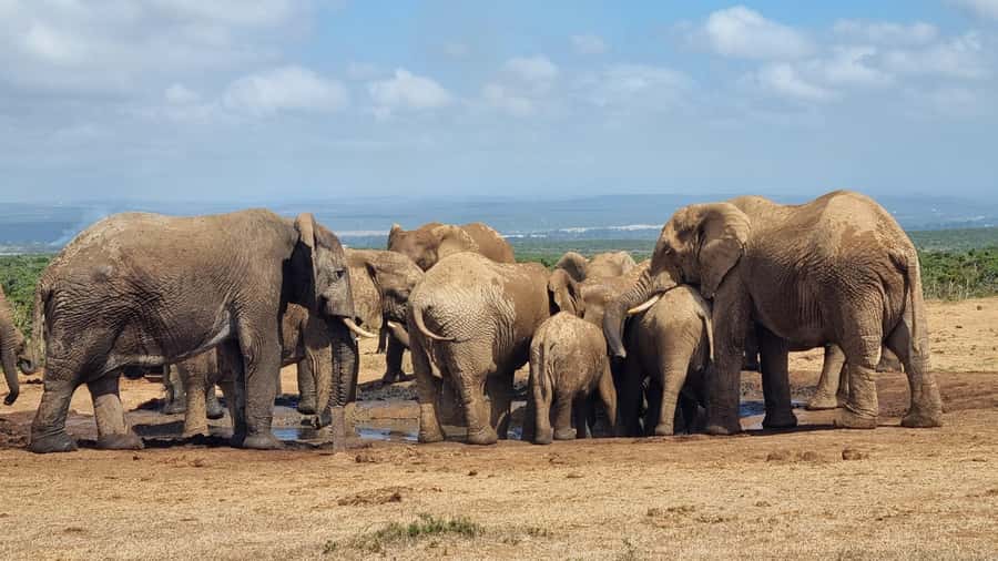 Addo Elephant Park and Giraffe Walk Private Full Day Safari - Key things you will love on this Addo and Giraffe walk day