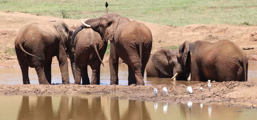 Addo Elephant Park and Giraffe Walk Private Full Day Safari - Lunch inside Addo: a traditional braai break in the middle of it