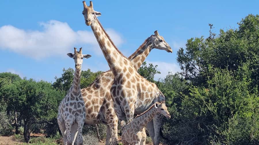 Addo Elephant Park and Giraffe Walk Private Full Day Safari - Switching gears: the giraffe tracking on foot experience