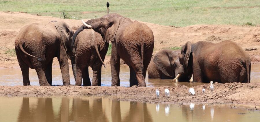 Addo Elephant Park and Giraffe Walk Private Full Day Safari - Private safari basics that keep the day smooth