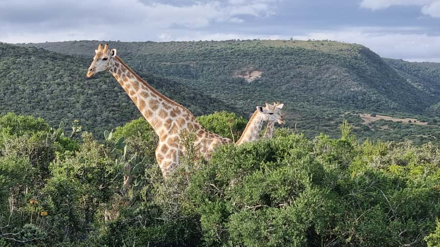 Addo Elephant Park and Giraffe Walk Private Full Day Safari - Price and value: is $280 per person worth it?