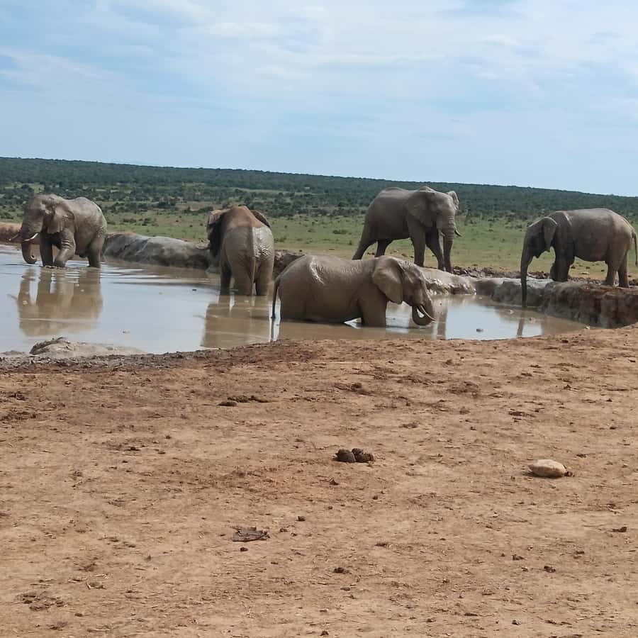 Addo Elephant Park and Kragga Kamma Game Park Combo - Big-5 action across two parks in one day