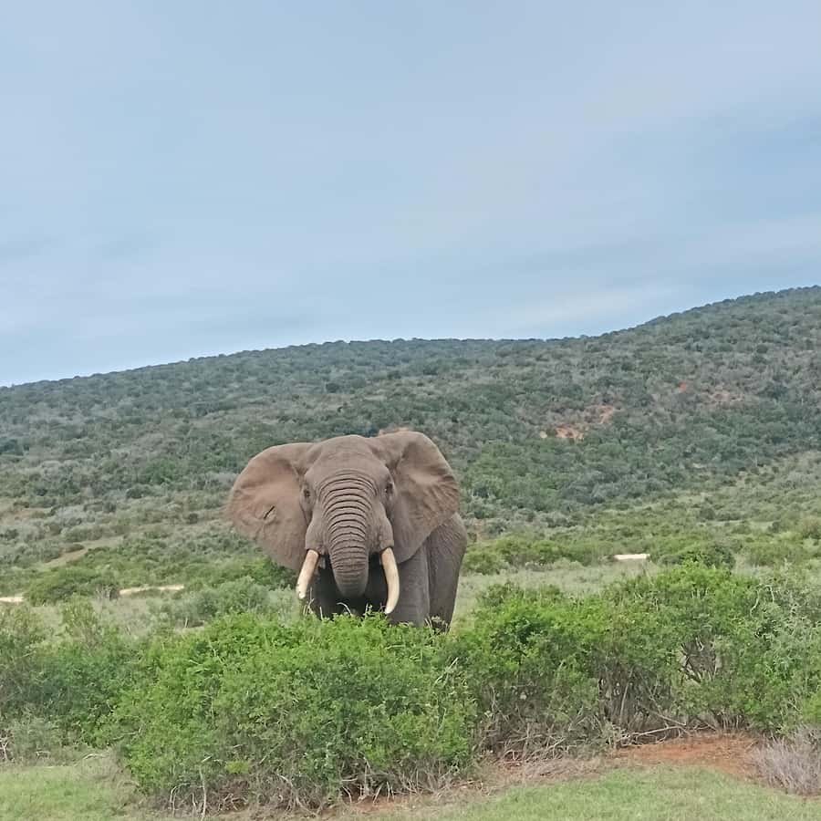 Addo Elephant Park and Kragga Kamma Game Park Combo - Key things I’d watch for before you go