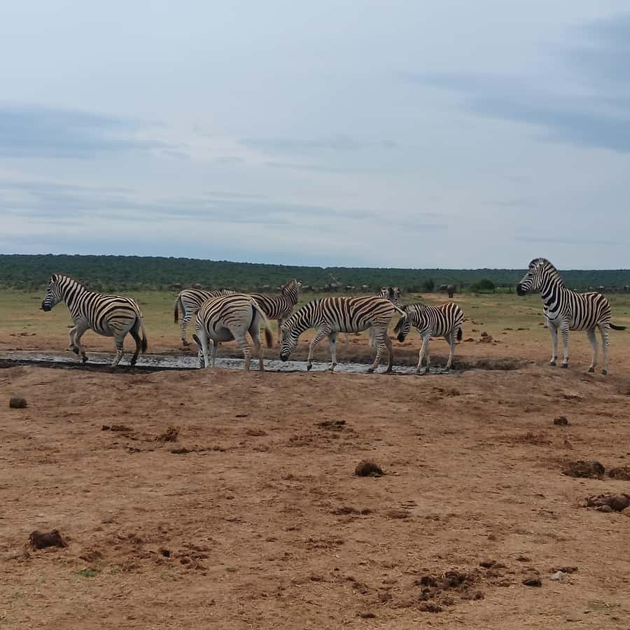 Addo Elephant Park and Kragga Kamma Game Park Combo - Price and value: what you’re really paying for