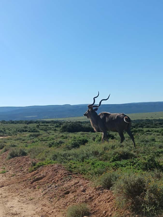 Addo Elephant Park and Kragga Kamma Game Park Combo - Entering Addo Elephant National Park with Big Five expectations