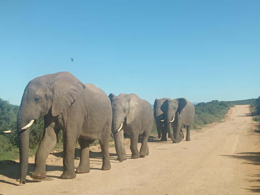 Addo Elephant Park and Kragga Kamma Game Park Combo - Kragga Kamma Game Park: white rhinos, bonteboks, and giraffes