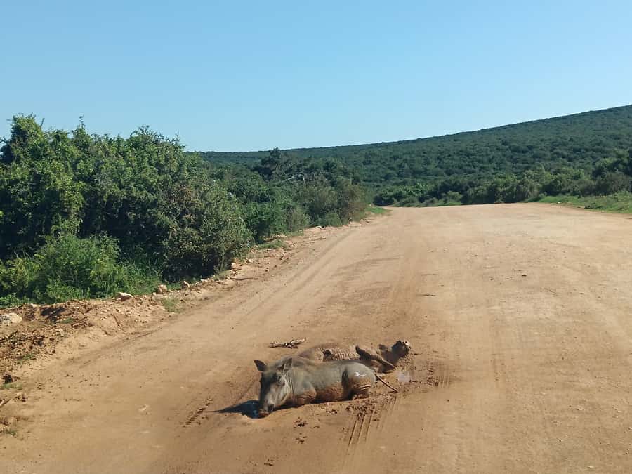 Addo Elephant Park and Kragga Kamma Game Park Combo - Should you book Addo and Kragga Kamma together?
