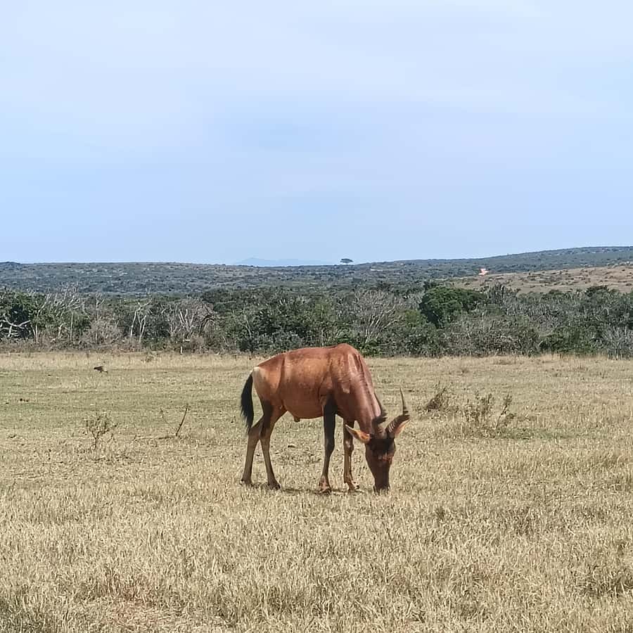 Addo Elephant Park and Kragga Kamma Game Park Combo - Port Elizabeth pickup, timing, and how the day flows