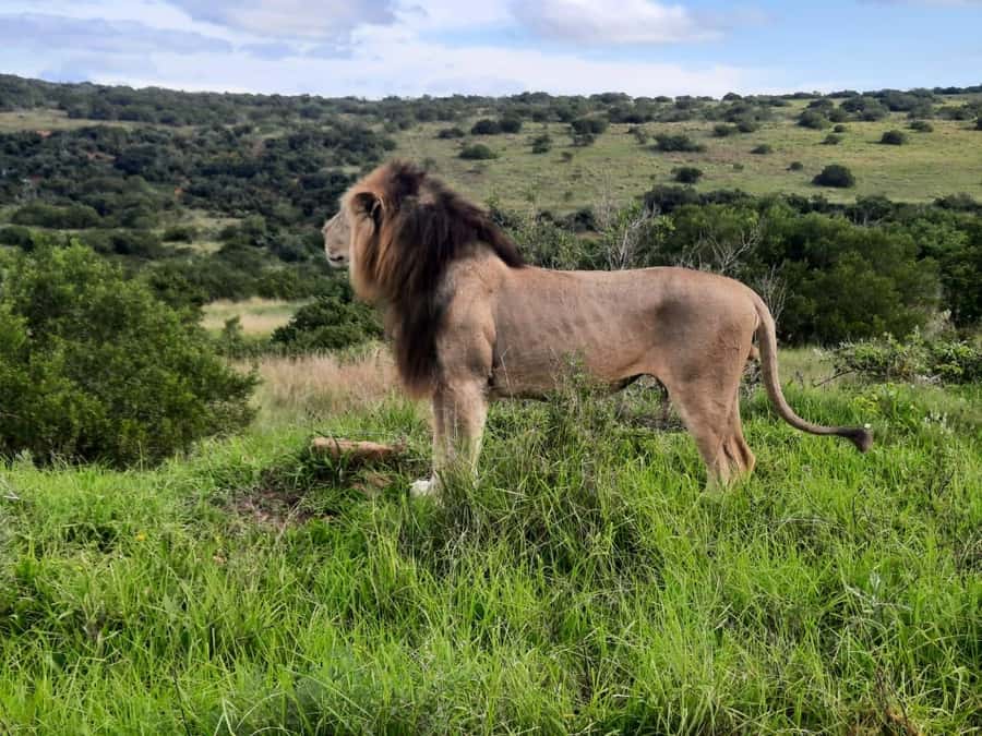Addo Elephant Park:Safari Tour meet Big 5 to be satisfied - Meeting at the Harbour Gate, Then Into Addo