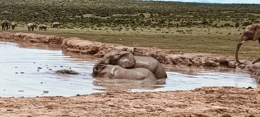 Addo Elephant Park:Safari Tour meet Big 5 to be satisfied - Lunch Picnic Break, Plus a Park Stop That Resets Your Energy