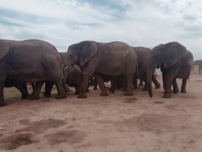 Addo Elephant Park:Safari Tour meet Big 5 to be satisfied