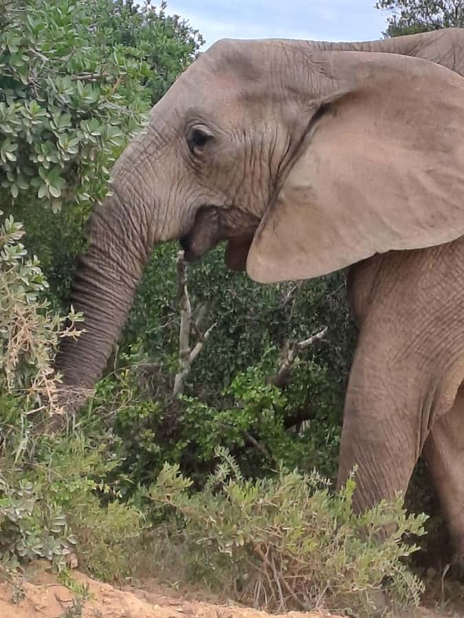 Addo Elephant Park:Safari Tour meet Big 5 to be satisfied - Should You Book This Addo Elephant Park Safari?
