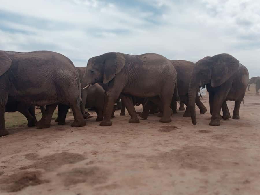 Addo Elephant Park:Safari Tour meet Big 5 to be satisfied - The Big Five Search in a 6-Hour Safari Format