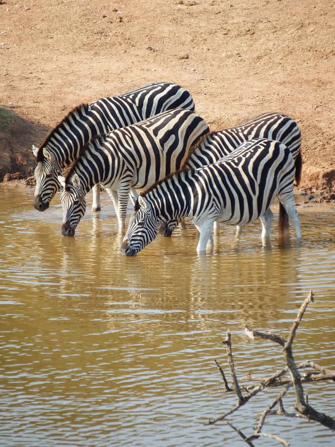 Addo Elephant Park Tours. Full Day - Key highlights to know before you go