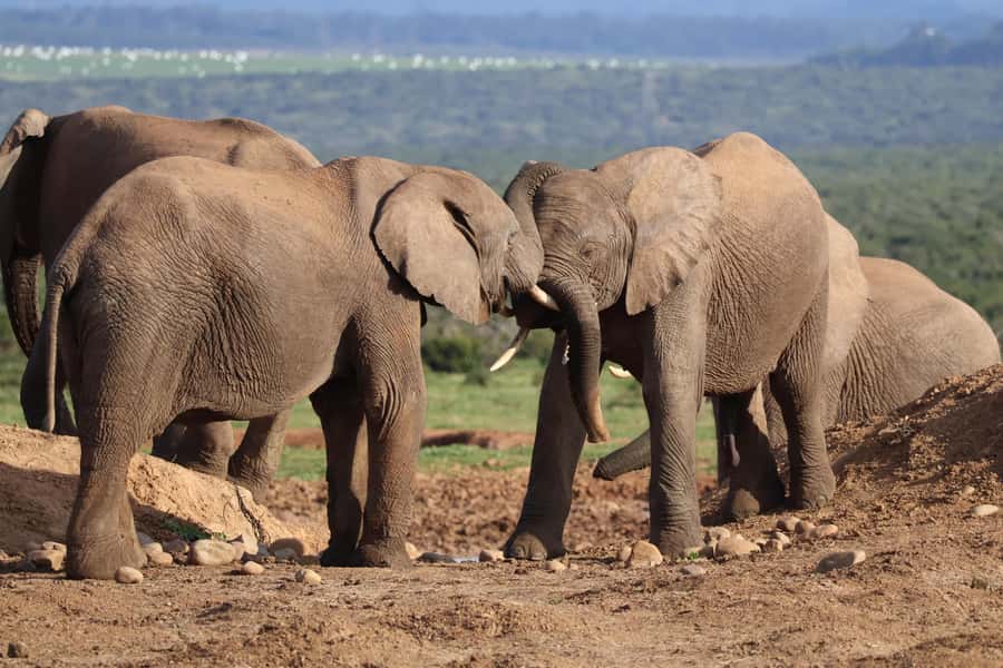 Addo Elephant Park Tours. Full Day - Algoa Bay stop, a chance at marine wildlife near the coast