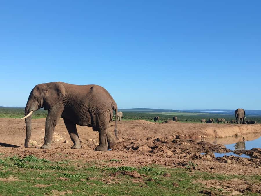 Addo Elephant Park Tours. Full Day - Guides and drivers: what you should look for during the day