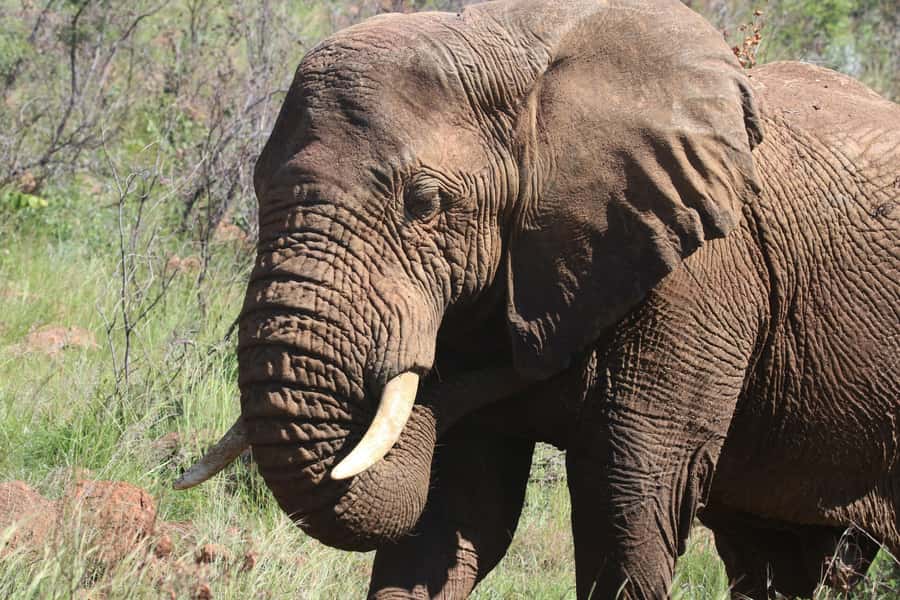 Addo Elephant Park Tours. Full Day - Pickup choices and vehicle setup, what affects your viewing