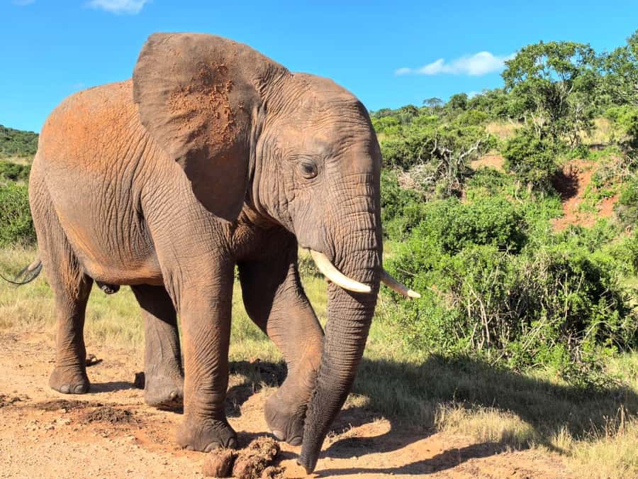 ADDO ELEPHANT PARK - Pickup and van ride from Port Elizabeth: make the start easy