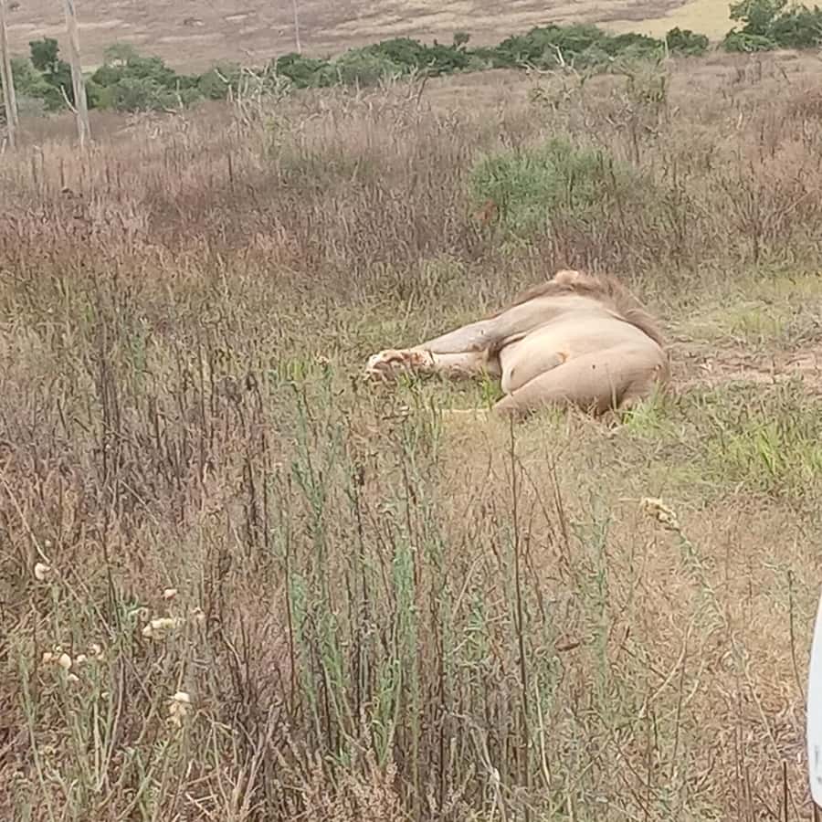 Addo: Game Drive in Addo Elephant National Park Private - Big Five in Addo: set your expectations for elephants, then enjoy the surprises