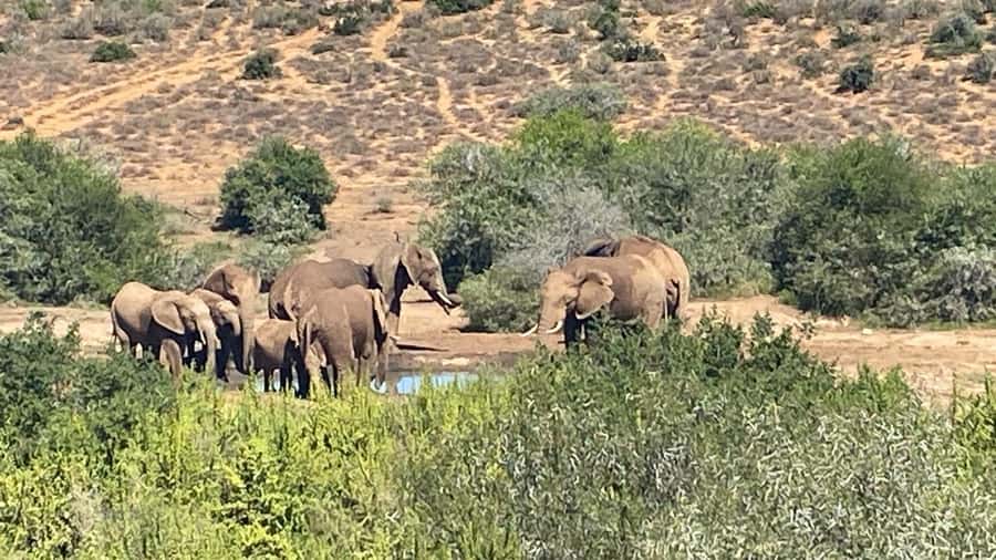 Addo: Game Drive in Addo Elephant National Park Private - Algoa Bay after the safari: whales and white sharks, planned as a chance