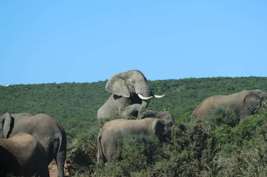 Addo: Game Drive in Addo Elephant National Park Private - Private pickup from Addo, Kariega, Port Elizabeth, and Jeffreys Bay
