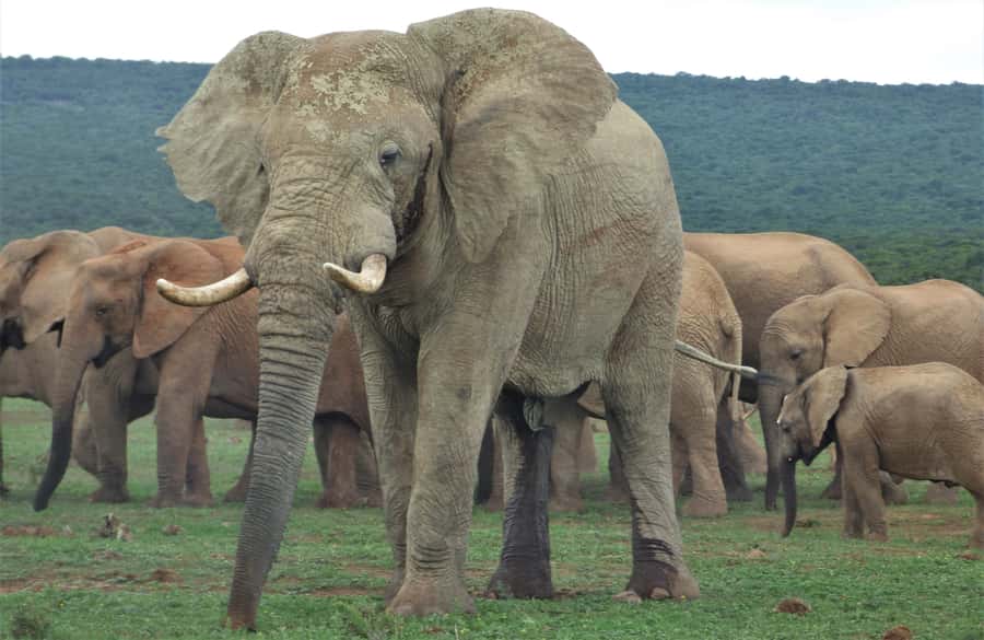 Addo National Park: Full-Day Safari Tour - Key things to know before you go