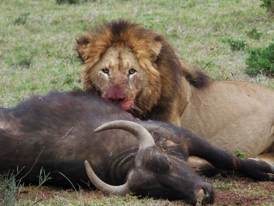 Addo National Park: Full-Day Safari Tour - Entering Addo’s North and South without the stress