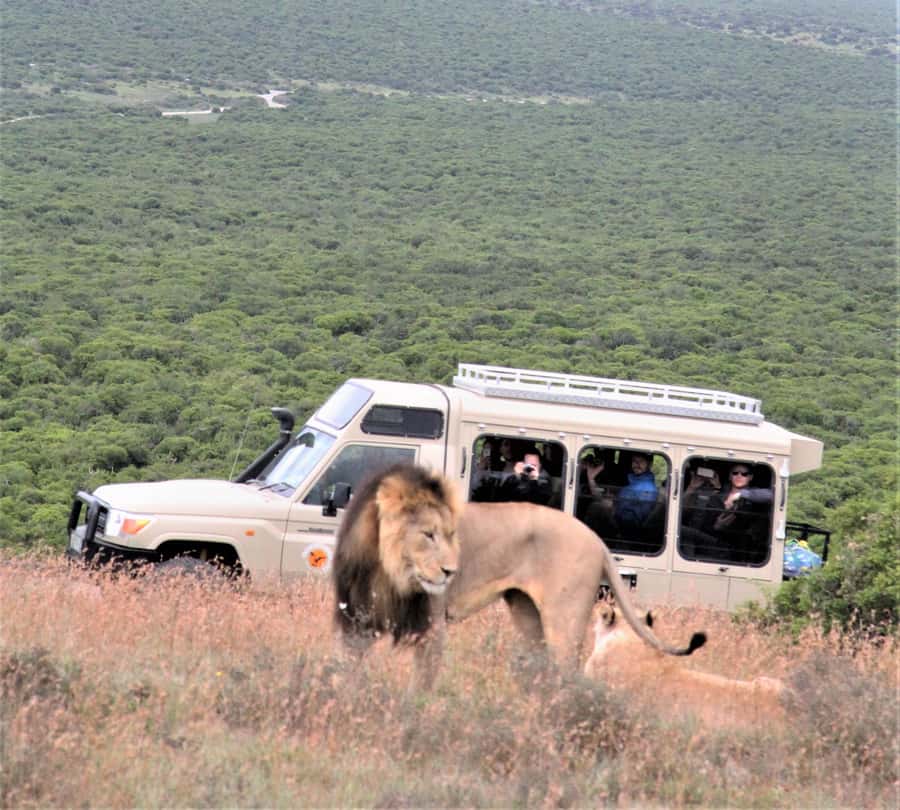 Addo National Park: Full-Day Safari Tour - The day’s flow: how the North, South, and Colchester expansion play out