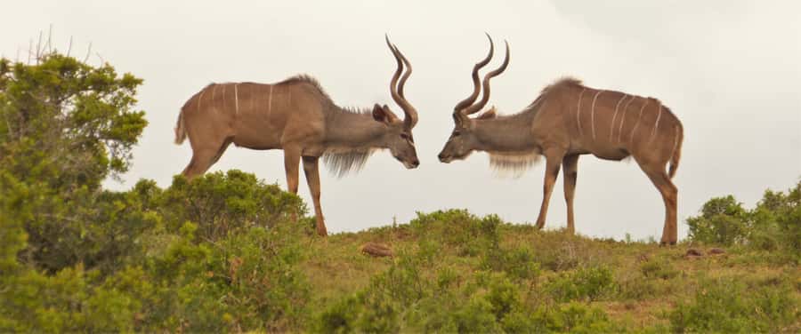 Addo National Park: Full-Day Safari Tour - Braai BBQ lunch: the real comfort break