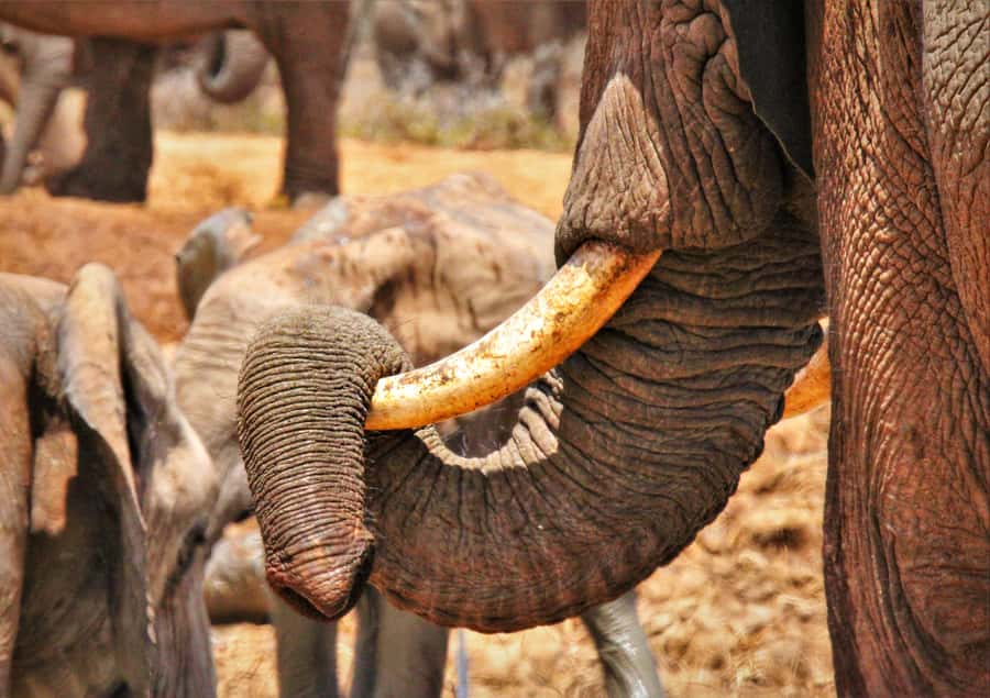 Addo National Park: Full-Day Safari Tour - Who this tour fits best
