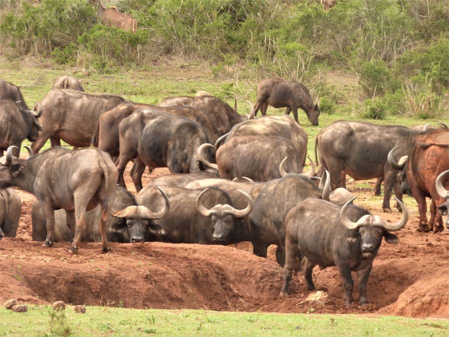 Addo National Park: Full-Day Safari Tour - Should you book this Addo Elephant National Park full-day safari?