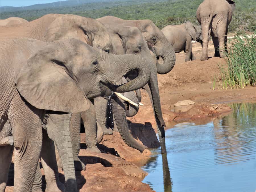 Addo National Park: Full-Day Safari Tour - Your guide and Land Cruiser setup for real safari viewing