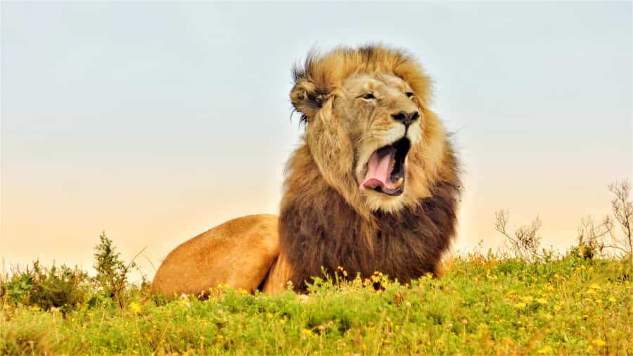 Addo National Park: Guided Half-Day Safari - Key highlights worth aiming for