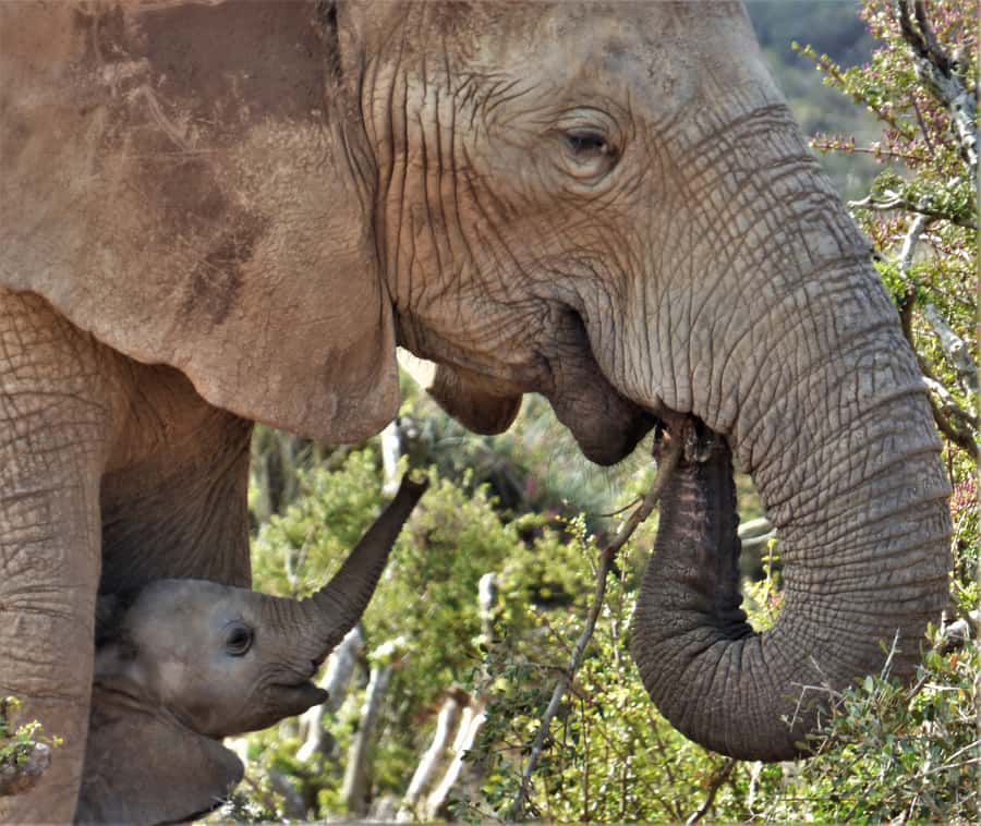 Addo National Park: Guided Half-Day Safari - A half-day safari in Addo that makes every minute count