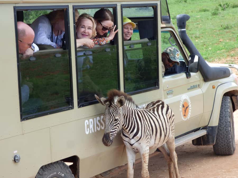 Addo National Park: Guided Half-Day Safari - The Toyota Land Cruiser setup: closed comfort with real viewing