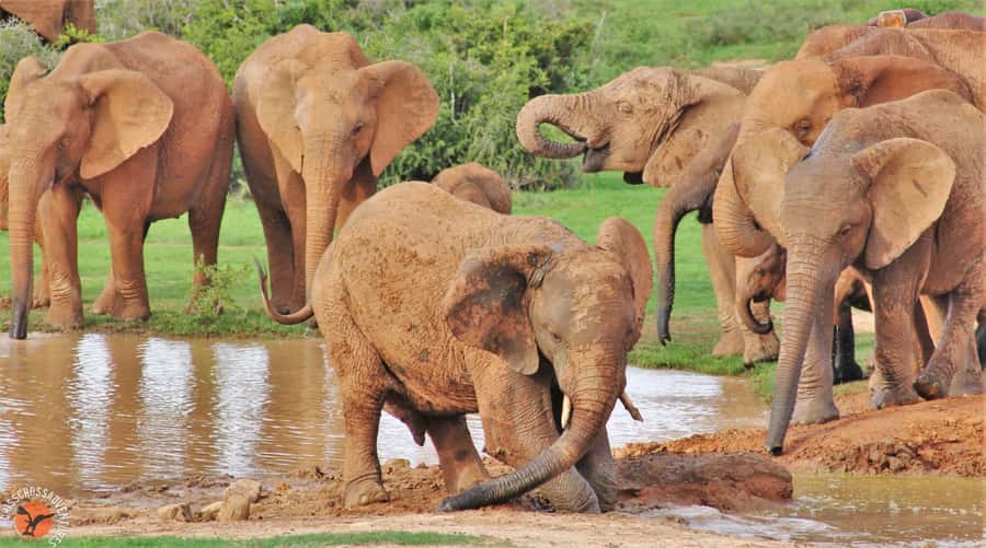 Addo National Park: Guided Half-Day Safari - Drinks, snacks, and the little comfort wins