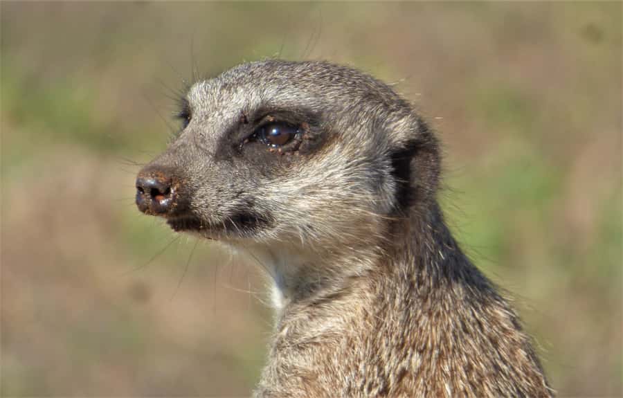 Addo National Park: Guided Half-Day Safari - Pickup in Addo village: convenient, but check your starting point
