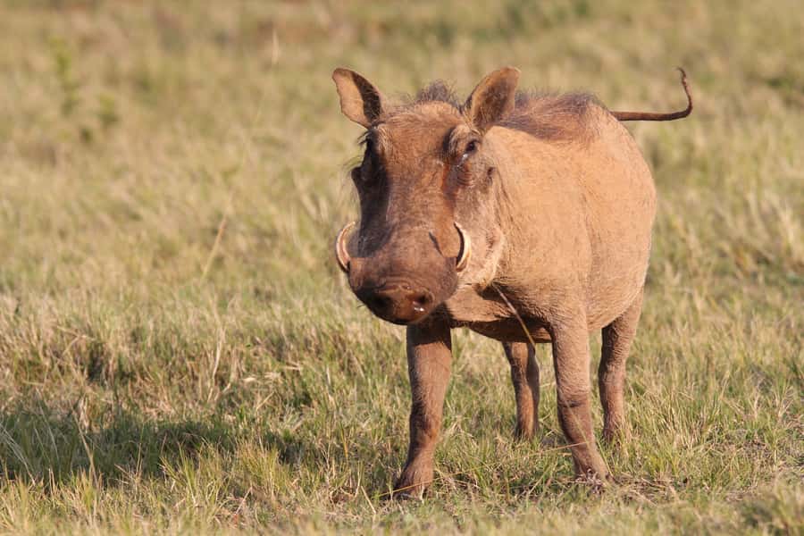 Addo National Park: Guided Half-Day Safari - Price and value: $81 plus R492 per person fees