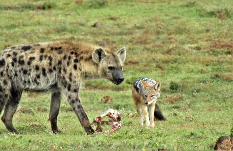 Addo National Park: Guided Half-Day Safari - What to bring (and what to leave behind)