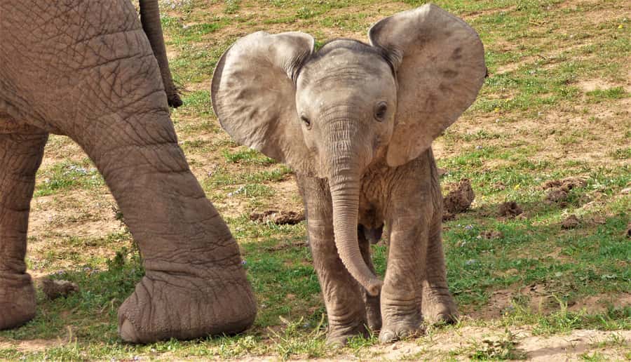 Addo National Park: Guided Half-Day Safari - Main Camp and the northern Big 5 area: why this route is smart
