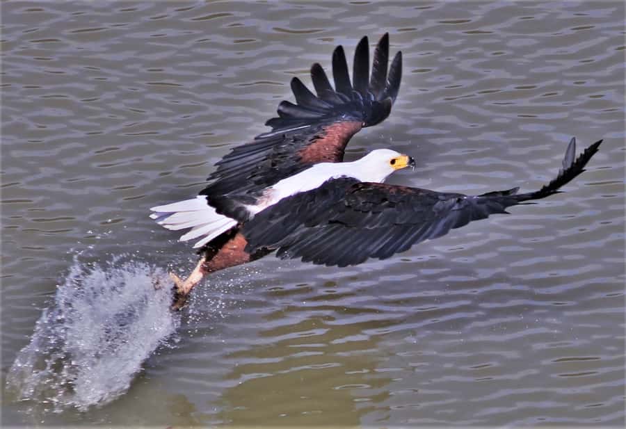 Addo River Safari - Guided Tour via Canoe - Why I like this Addo-style safari from the water