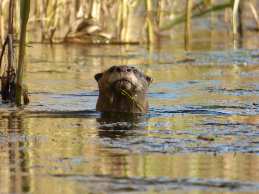 Addo River Safari - Guided Tour via Canoe - What “rain or shine” means for your comfort