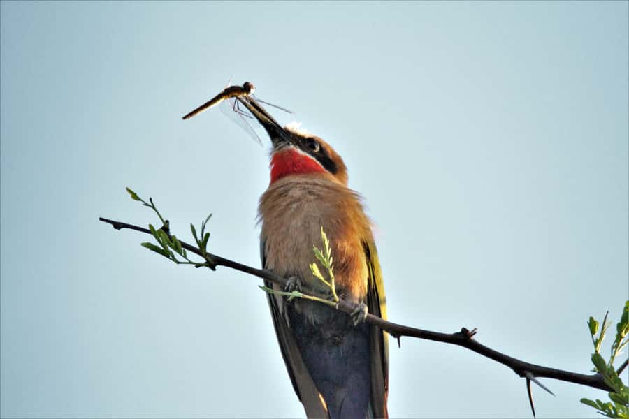 Addo River Safari - Guided Tour via Canoe - Price and value: is $49 a fair deal?