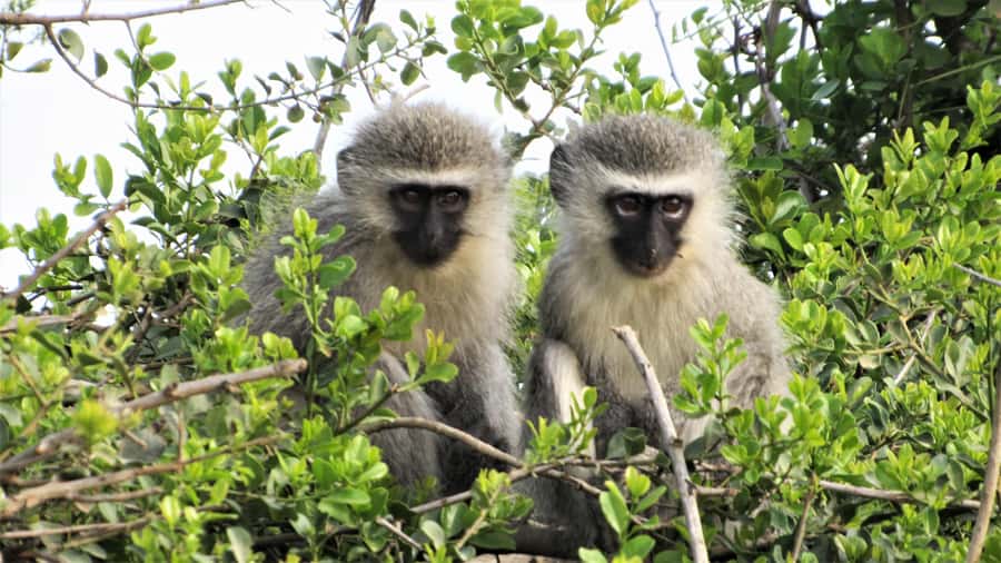 Addo River Safari - Guided Tour via Canoe - Small practical details that make a difference