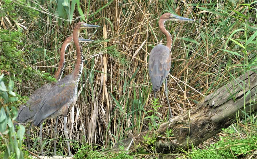 Addo River Safari - Guided Tour via Canoe - Should you book the Addo River Safari canoe tour?