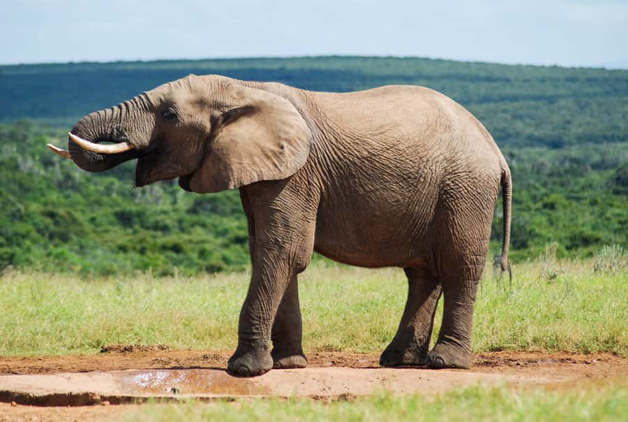 Addo Safari Full Day Tour - Key things to know before you go