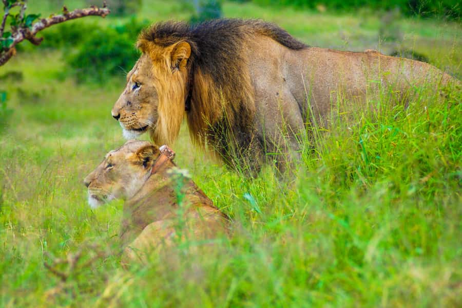 Addo Safari Full Day Tour - The Addo Big 7 idea, and why it matters to you