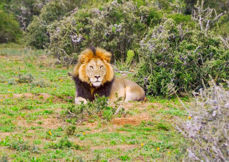 Addo Safari Full Day Tour - The drive in an A/C safari vehicle, where the viewing actually works