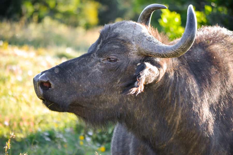 Addo Safari Full Day Tour - Lunch inside Addo: braai fuel, not an afterthought