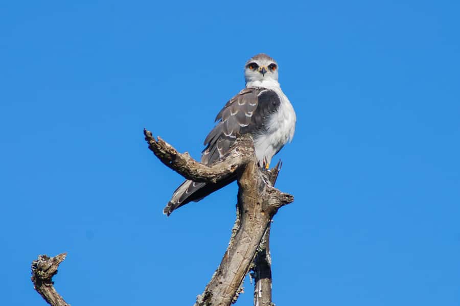 Addo Safari Full Day Tour - Wildlife you can hope for, and how to set realistic expectations